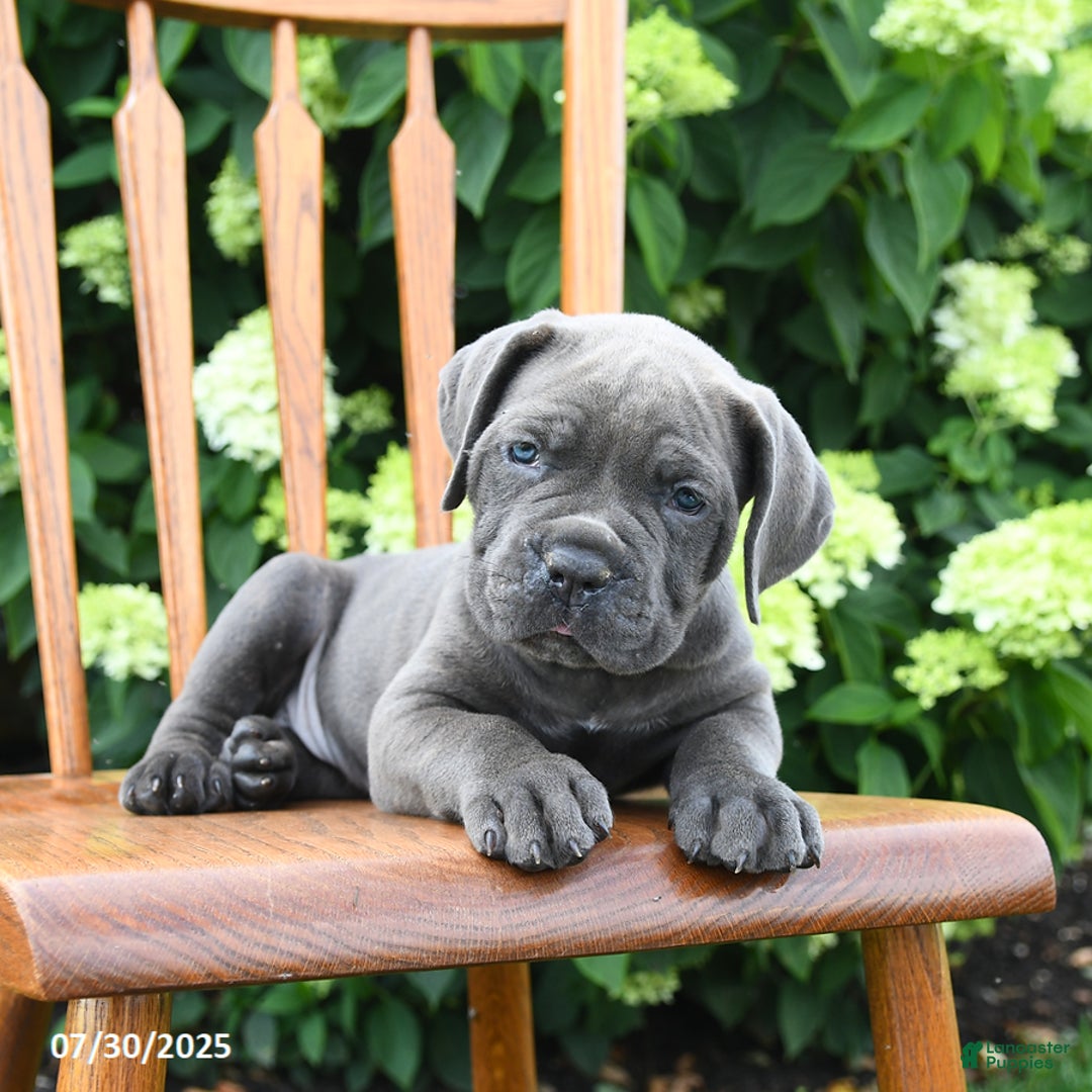 Cane Corso dogs for sale: Scarlet - Image 5