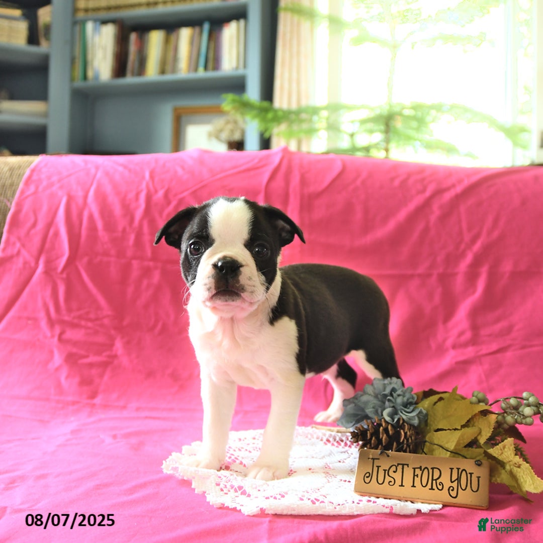 Boston Terrier dogs for sale: Leo - Image 2