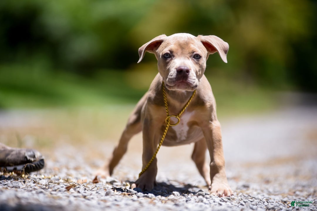 American Bully dogs for sale: Red Collar - Image 4