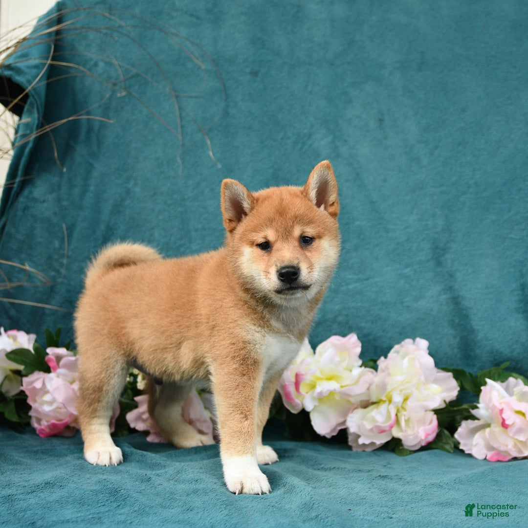 Shiba Inu dogs for sale: Easton - Image 3