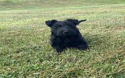 Scottish Terrier dogs for sale: Bernie - Image 2