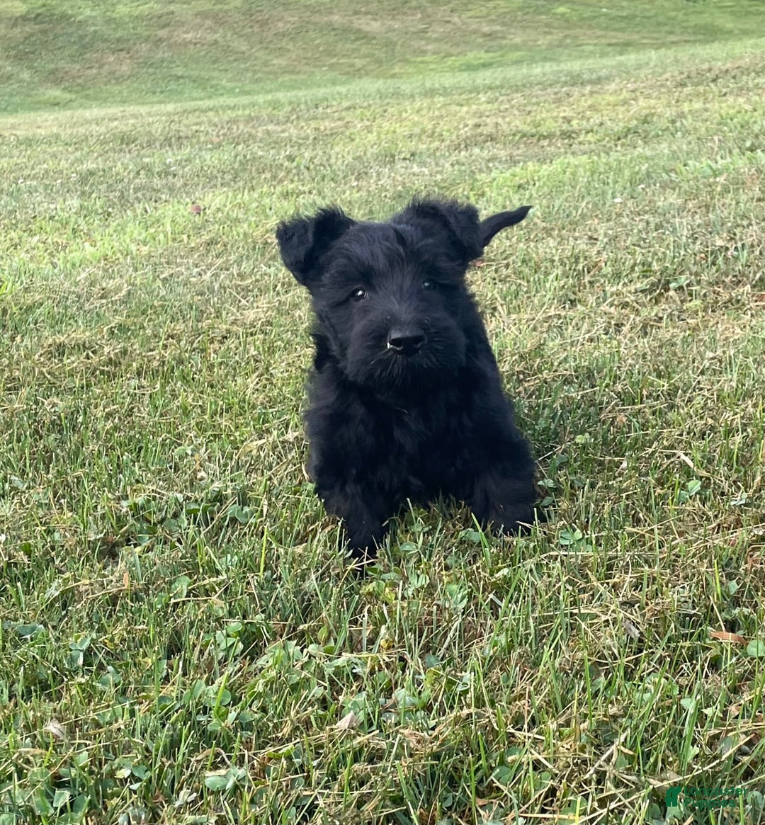 Scottish Terrier dogs for sale: Bernie - Image 2