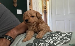 Miniature Poodle dogs for sale: Hercules - Image 2