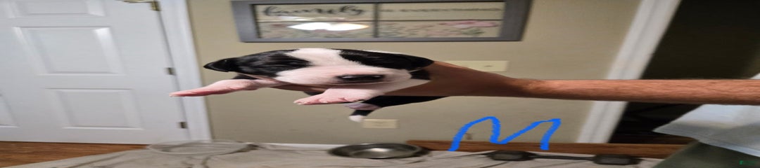 Mantle Male