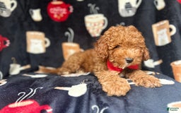 Cavapoo dogs for sale: Mickey - Image 3