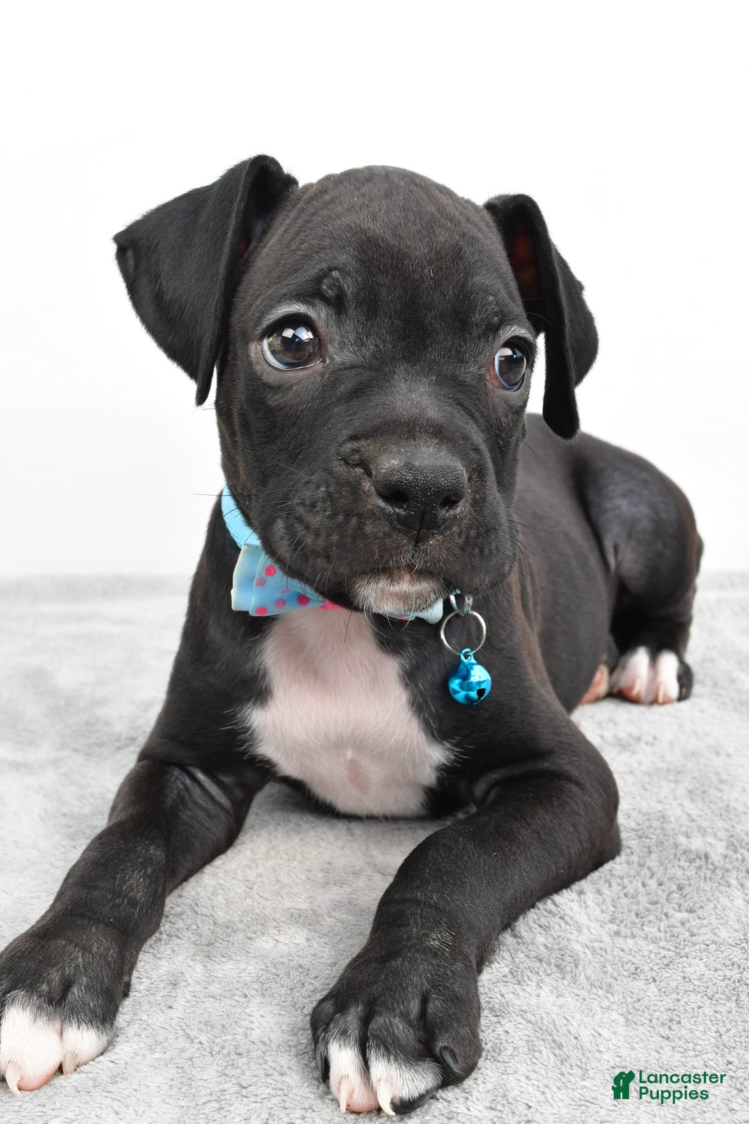 Boxer dogs for sale: Rexton - Image 4