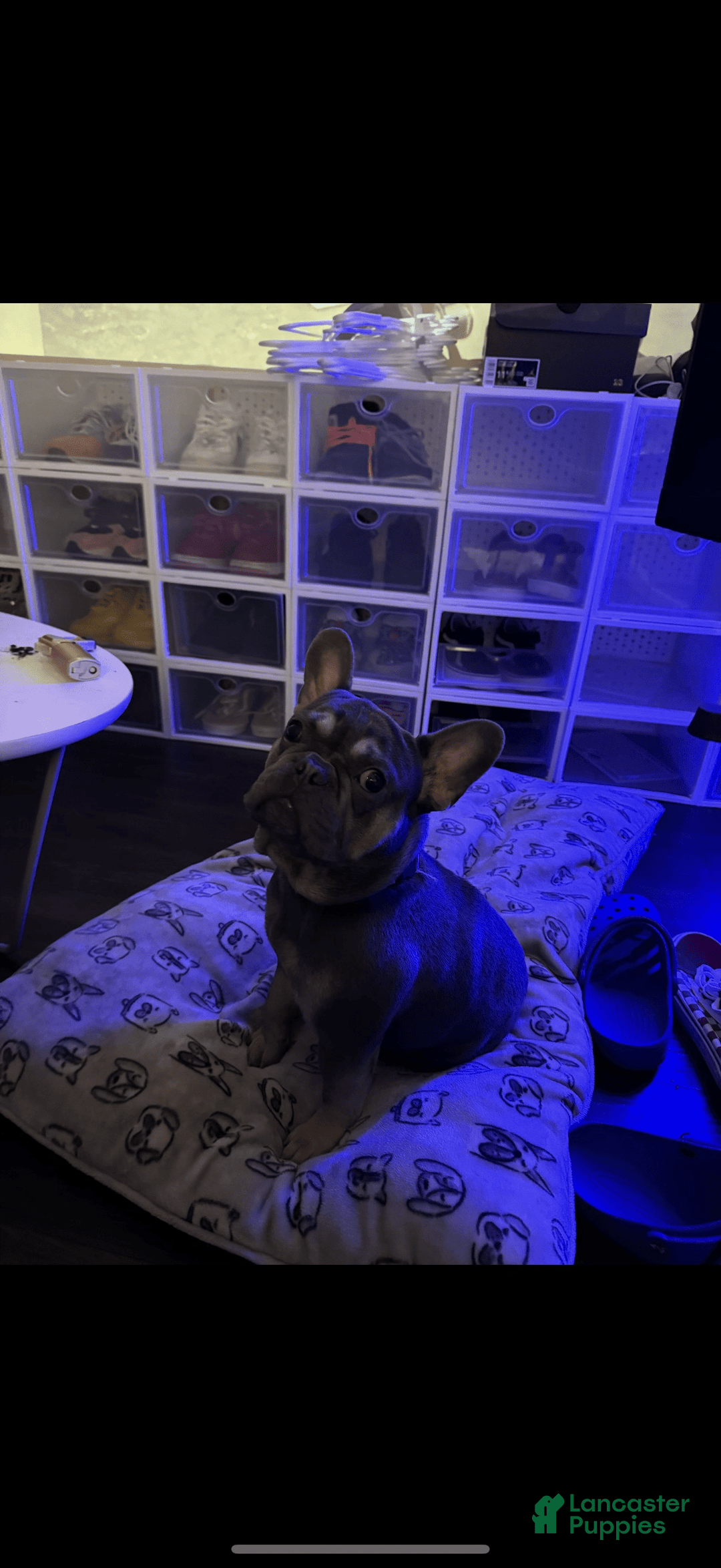 French Bulldog dogs for sale: Houdini - Image 7