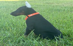 Doberman Pinscher dogs for sale: Samson - Image 2