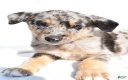 German Shepherd dogs for sale: Prescott - Image 5