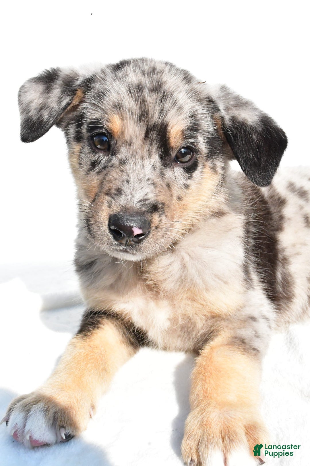 German Shepherd dogs for sale: Prescott - Image 5