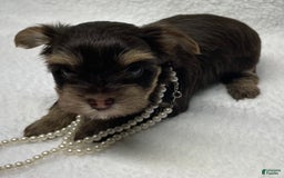 Yorkshire Terrier dogs for sale: Fancy - Image 1