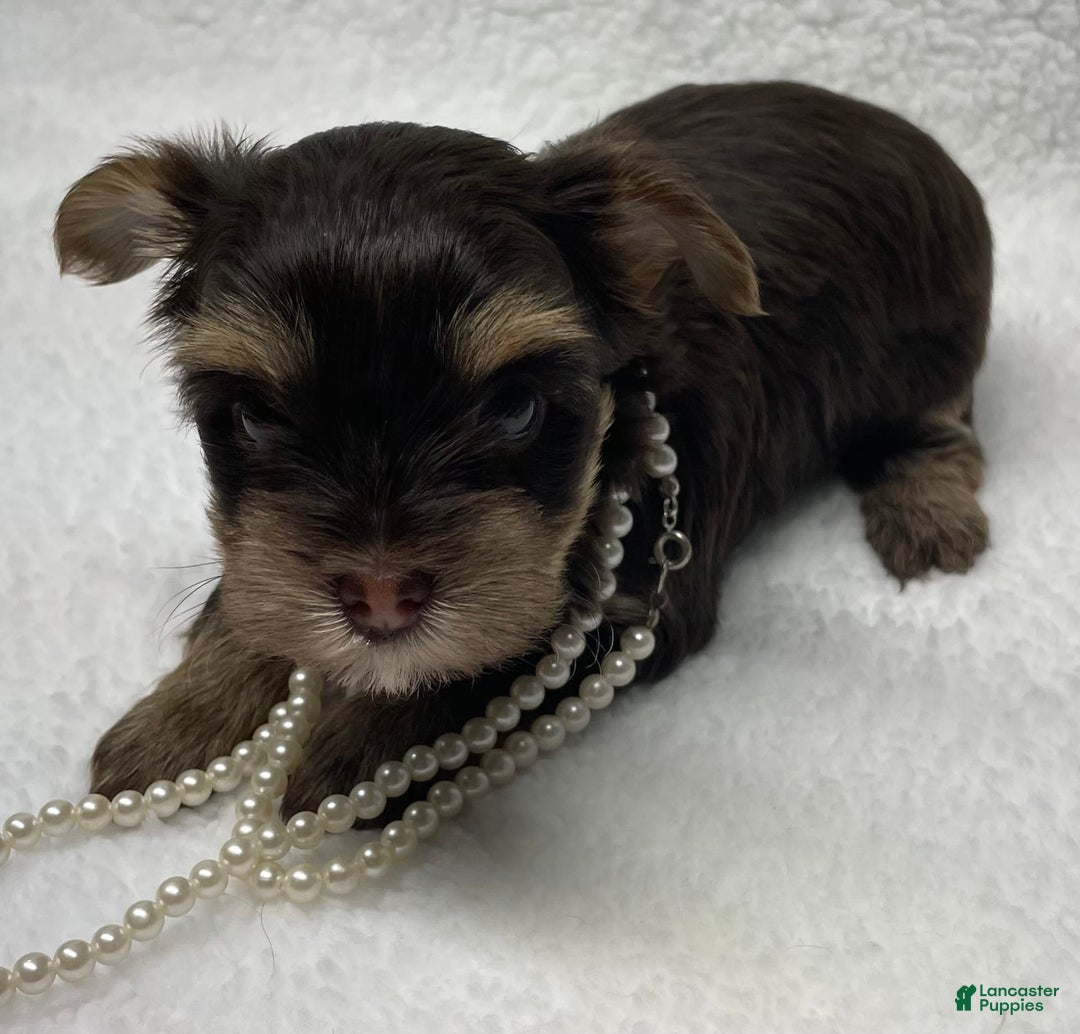 Yorkshire Terrier dogs for sale: Fancy - Image 1
