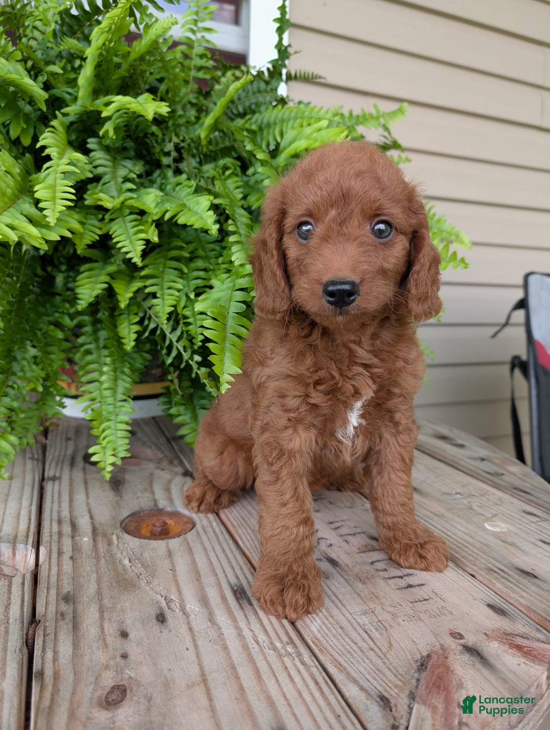 Mini Goldendoodle dogs for sale: Mini -coner - Image 22