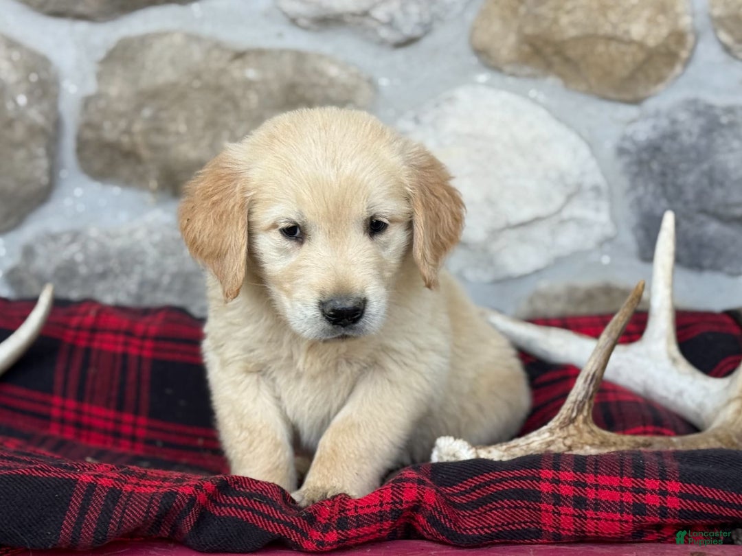 Golden Retriever dogs for sale: Sammy - Image 10