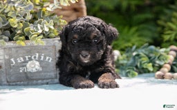 Mini Bernedoodle dogs for sale: Kiki - Image 1