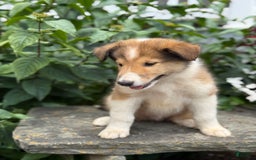 Collie dogs for sale: Albie - Image 8