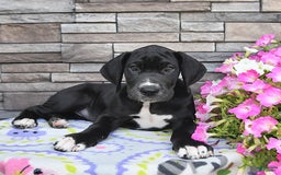 Great Dane dogs for sale: Sparky - Image 6