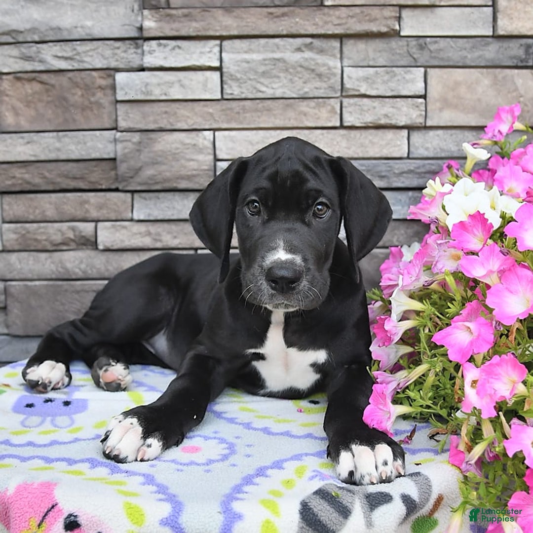 Great Dane dogs for sale: Sparky - Image 6