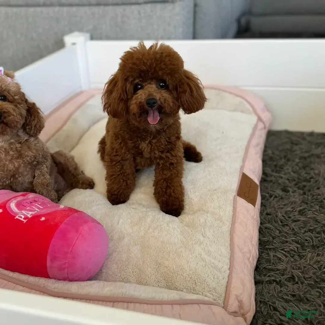 Mini Goldendoodle dogs for sale: Remy - Image 8