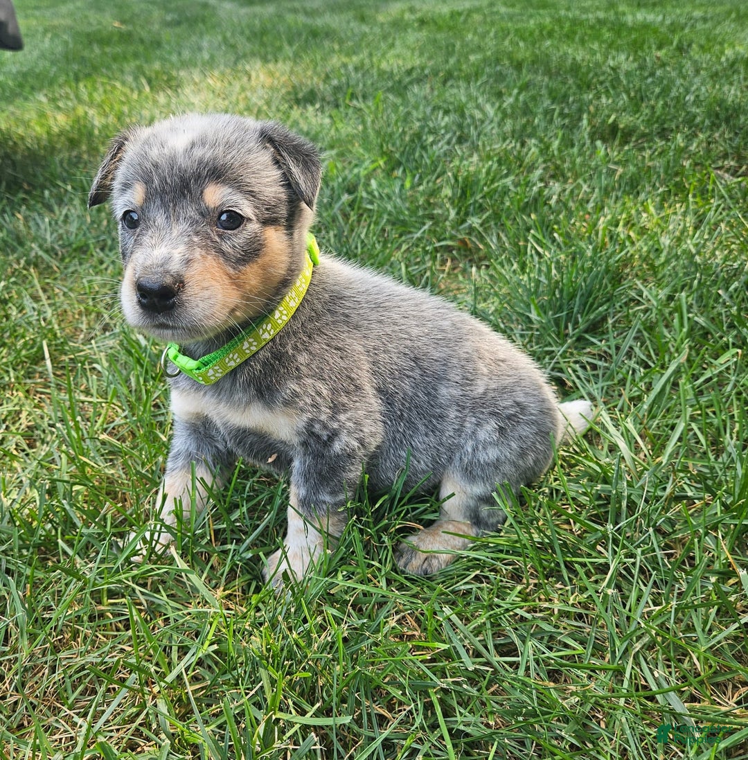Australian Cattle Dog dogs for sale: Max - Image 2