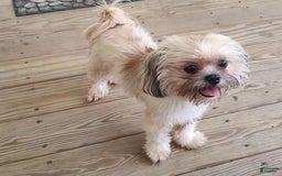 Shih Tzu dogs for sale: Junior - Image 3