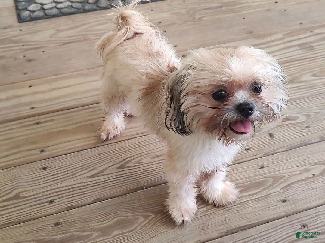 Shih Tzu dogs for sale: Junior - Image 3