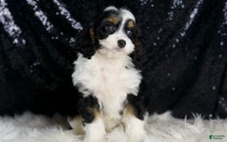 Cavapoo dogs for sale: Ash - Image 4
