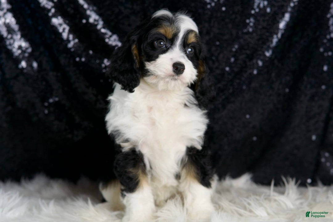 Cavapoo dogs for sale: Ash - Image 4