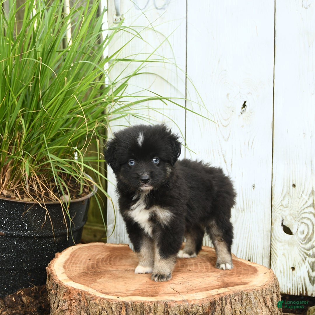 Miniature Australian Shepherd dogs for sale: Chase - Image 1