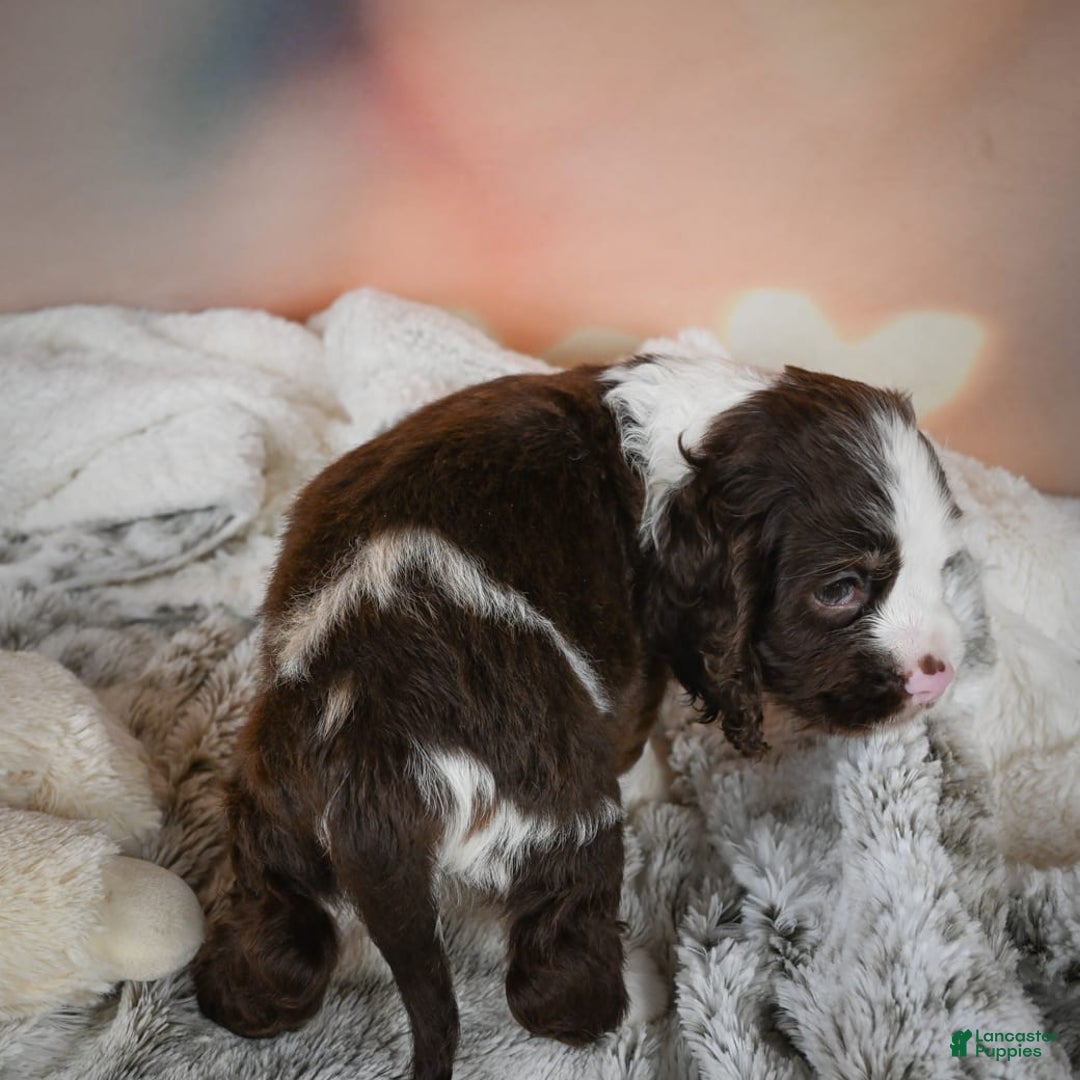 Cocker Spaniel dogs for sale: Jake - Image 3
