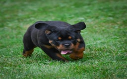 Rottweiler dogs for sale: Bella - Image 12