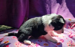 Border Collie dogs for sale: Ellie - Image 8