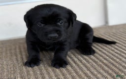 Labrador Retriever dogs for sale: Annie - Image 1