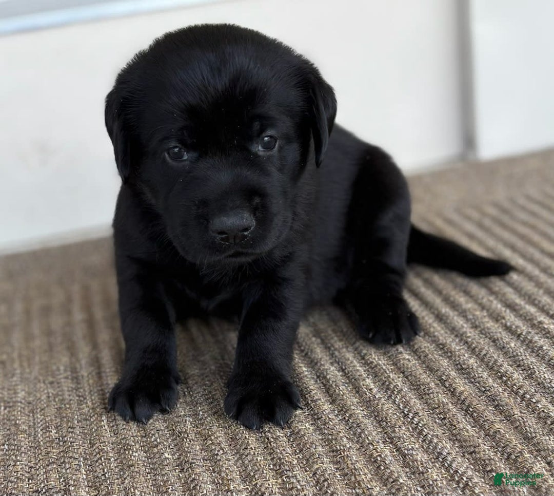 Labrador Retriever dogs for sale: Annie - Image 1