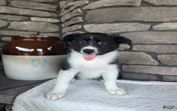 Australian Shepherd dogs for sale: Carla - Image 3