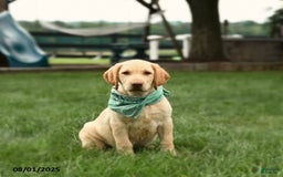 Labrador Retriever dogs for sale: Willow - Image 3