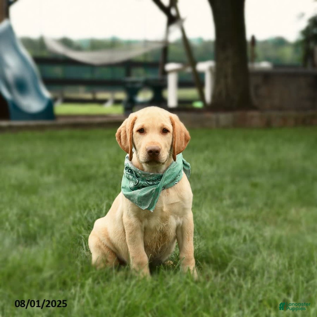 Labrador Retriever dogs for sale: Willow - Image 3