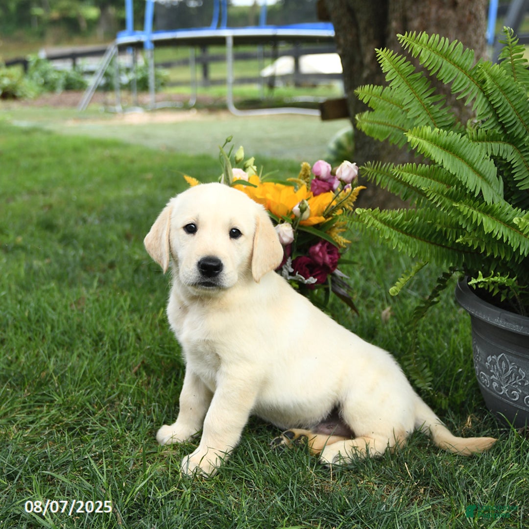 Goldador dogs for sale: Sterling - Image 1