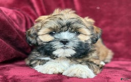 Shih Tzu dogs for sale: Dotty - Image 6