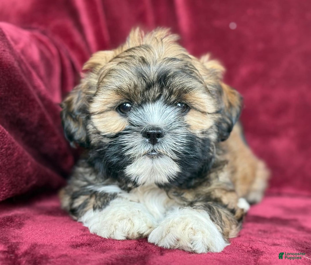Shih Tzu dogs for sale: Dotty - Image 6