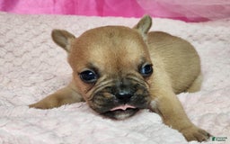 French Bulldog dogs for sale: Bambi - Image 2