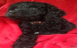 Goldendoodle dogs for sale: Mini Goldendoodle F1b2 - Image 6