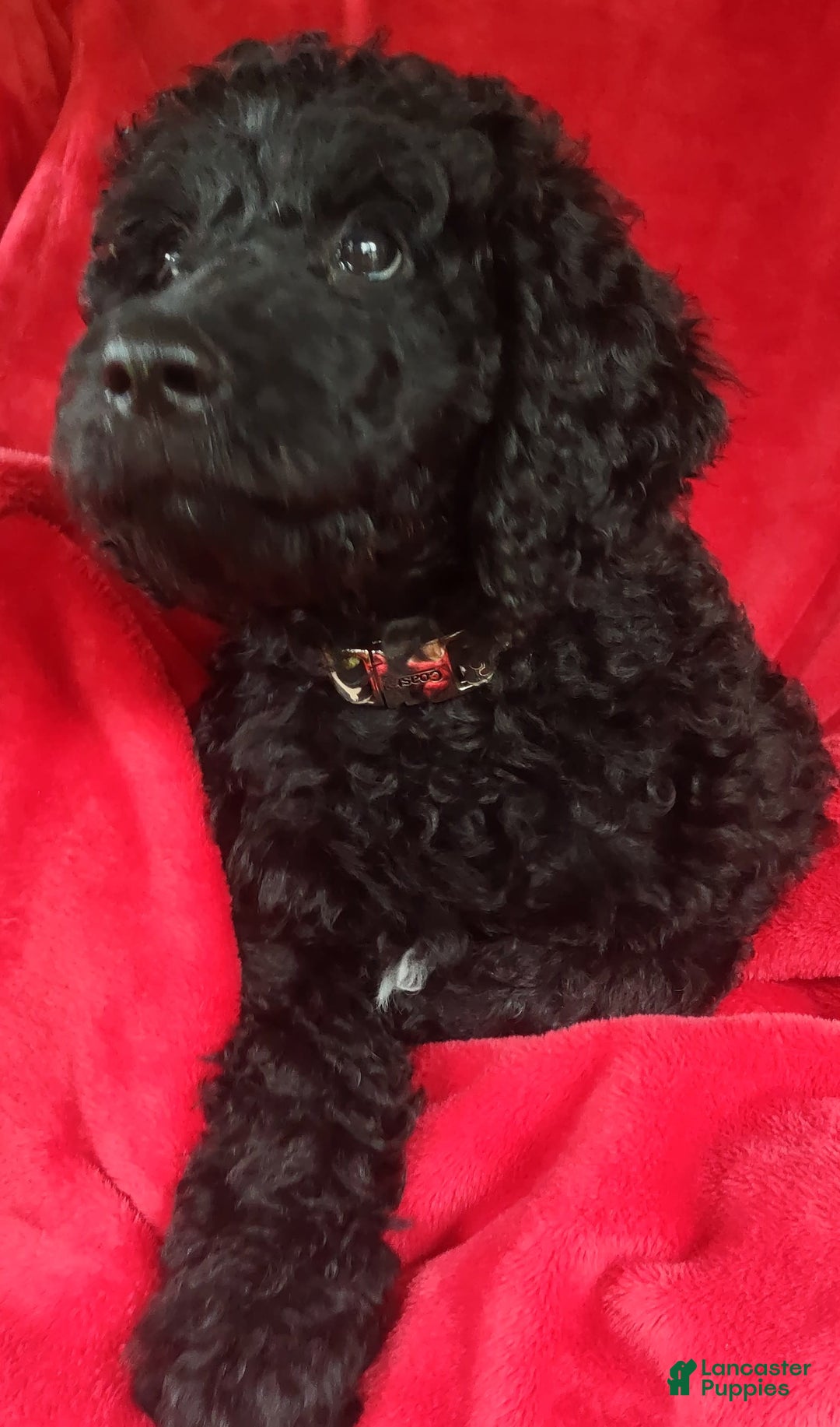 Goldendoodle dogs for sale: Mini Goldendoodle F1b2 - Image 6