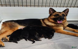 German Shepherd dogs for sale: Big Red - Image 12