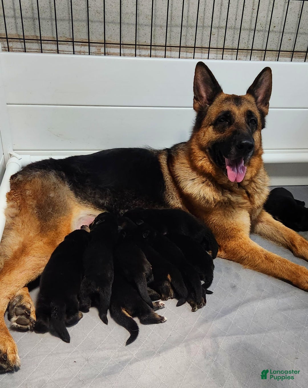 German Shepherd dogs for sale: Big Red - Image 12
