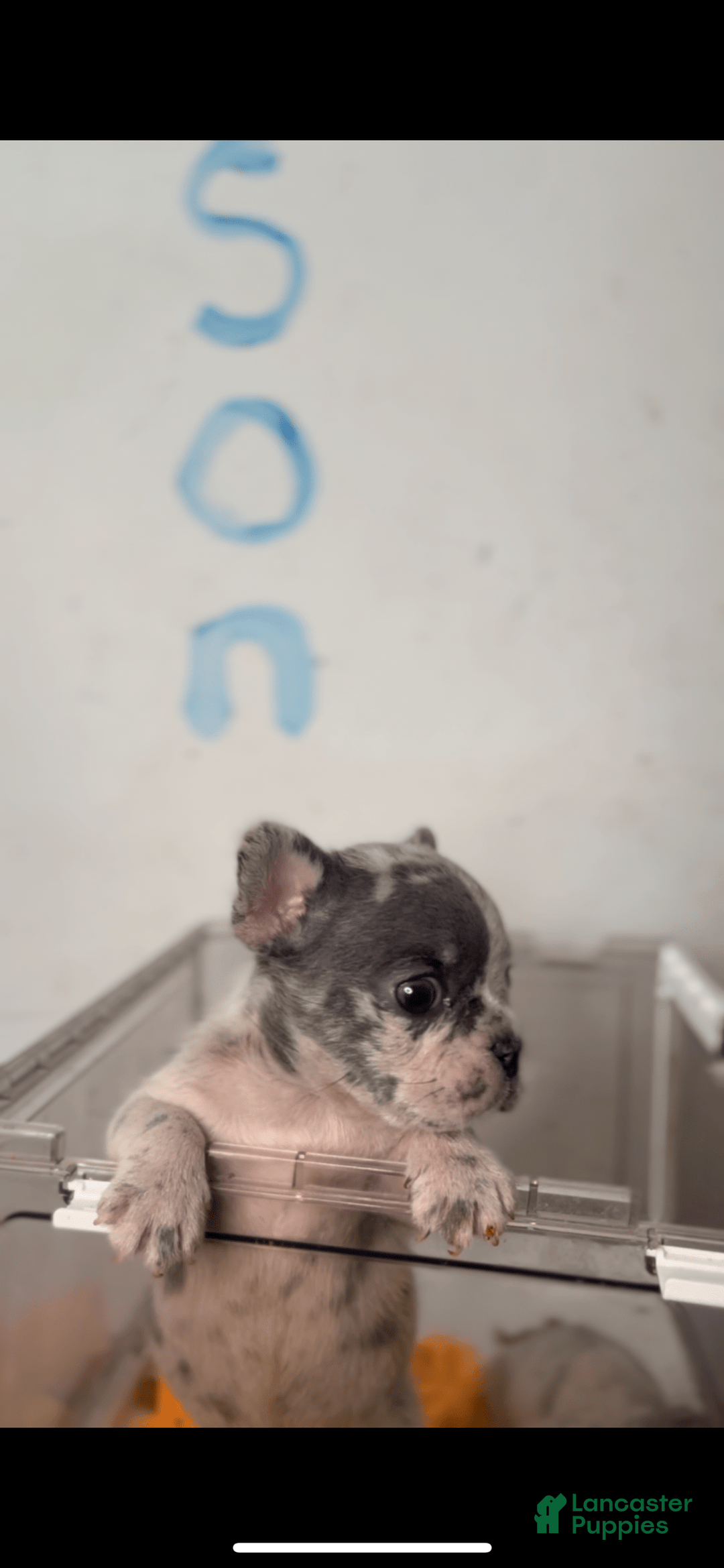 French Bulldog dogs for sale: Peezy - Image 3