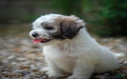 Teddy Bear dogs for sale: Cloud - Image 20
