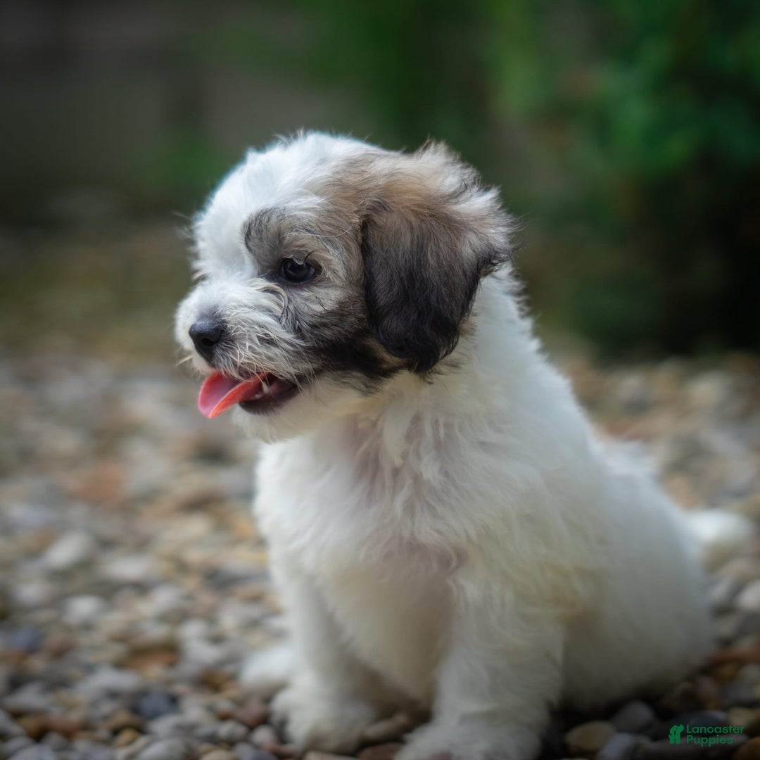 Teddy Bear dogs for sale: Cloud - Image 20