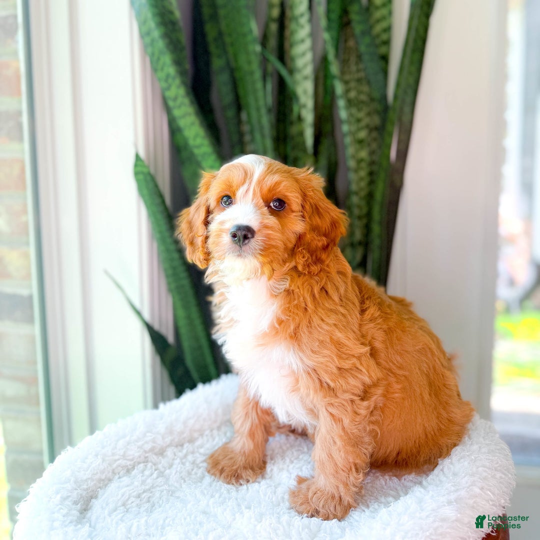 Cavapoo dogs for sale: Yukon - Image 3