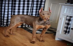 Doberman Pinscher dogs for sale: Aspen - Image 2